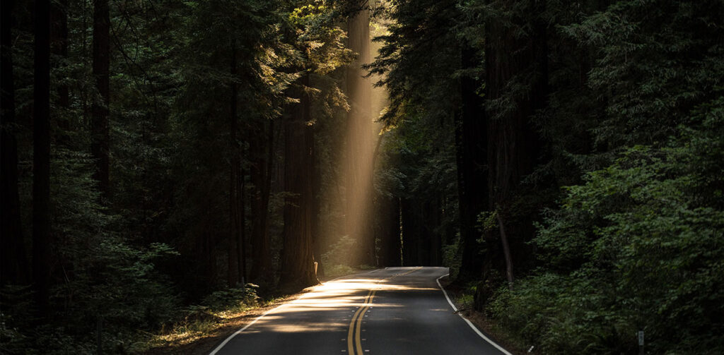 Professional Continuing Education Experts Keep Spring Semester Alive - Picture of a road in a forest with a beam of sunshine shining through on a portion of the road